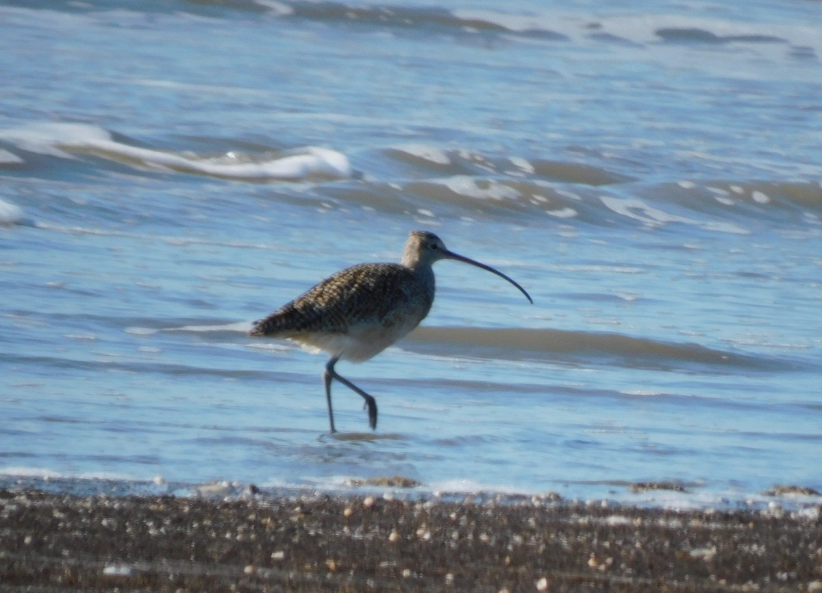 Long-billed Curlew - Kathy Rhodes