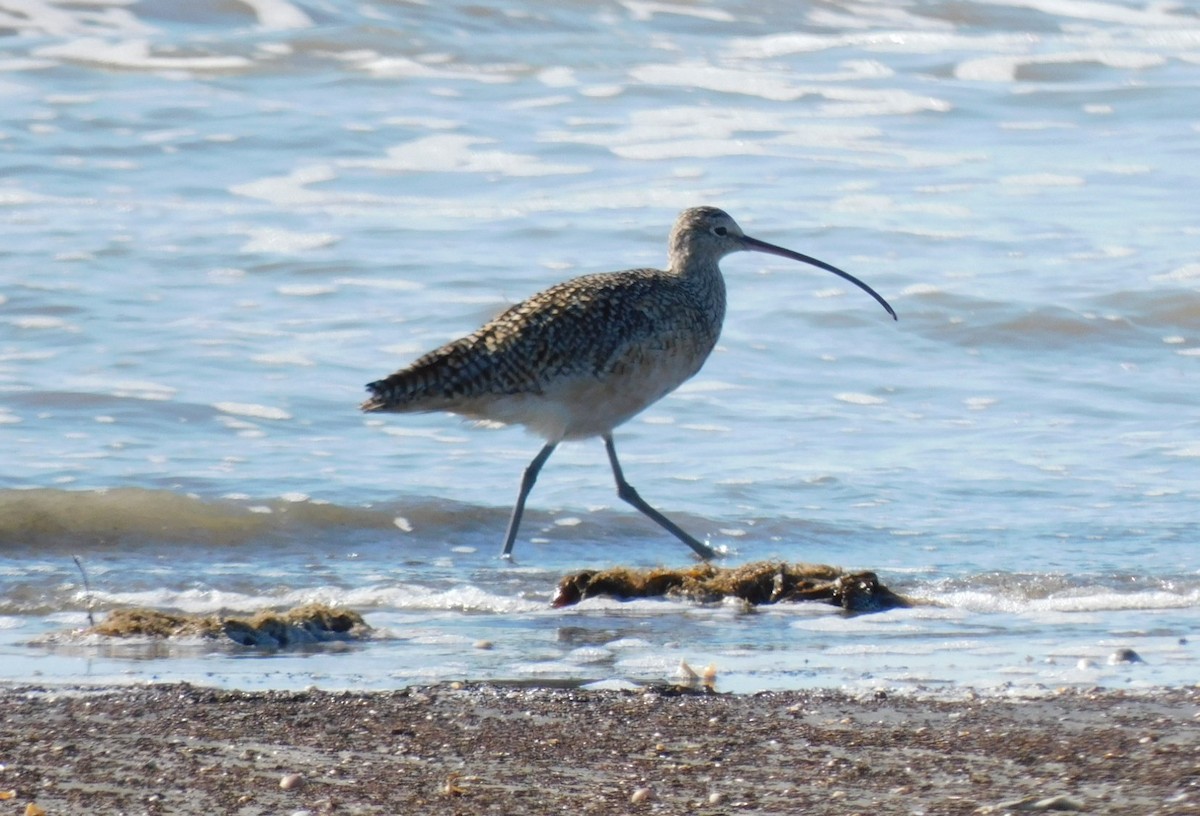 Long-billed Curlew - ML615082793