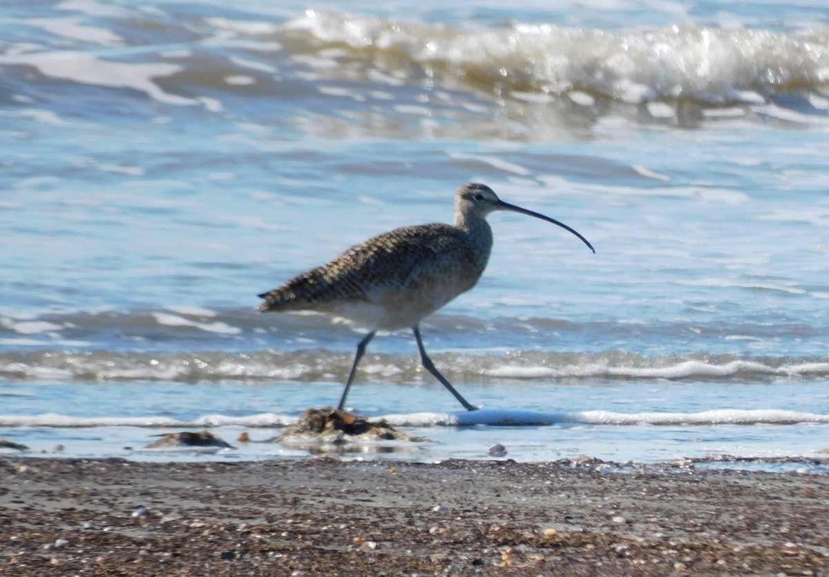 Long-billed Curlew - ML615082794