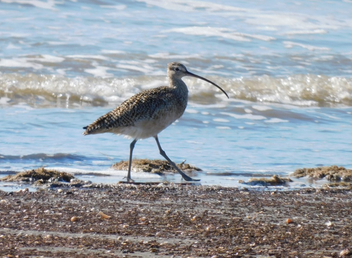Long-billed Curlew - ML615082795