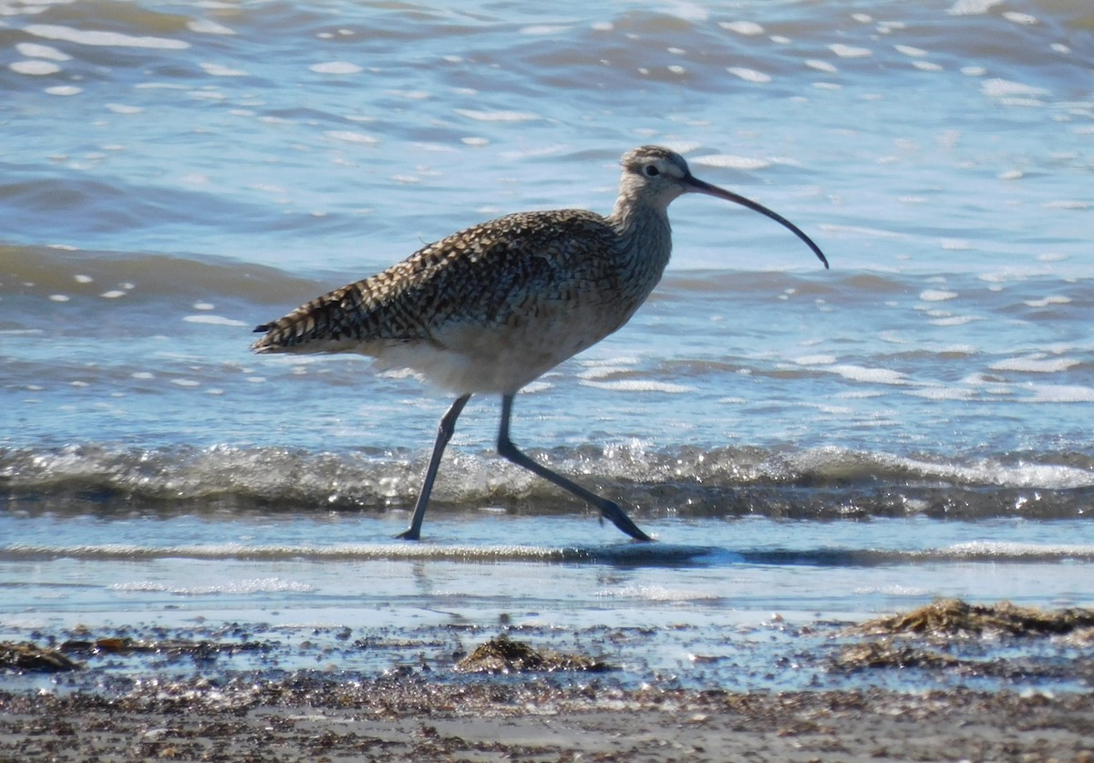 Long-billed Curlew - ML615082796