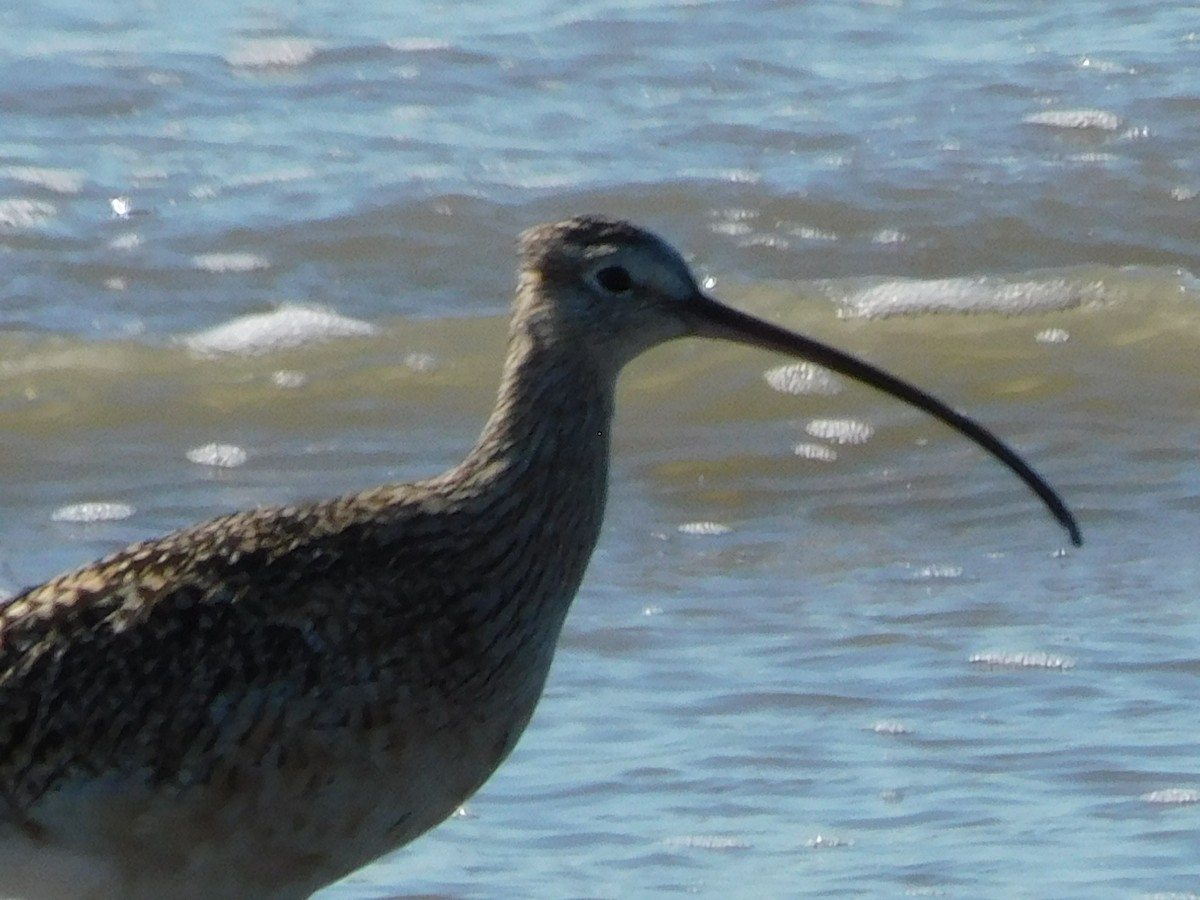 Long-billed Curlew - ML615082797