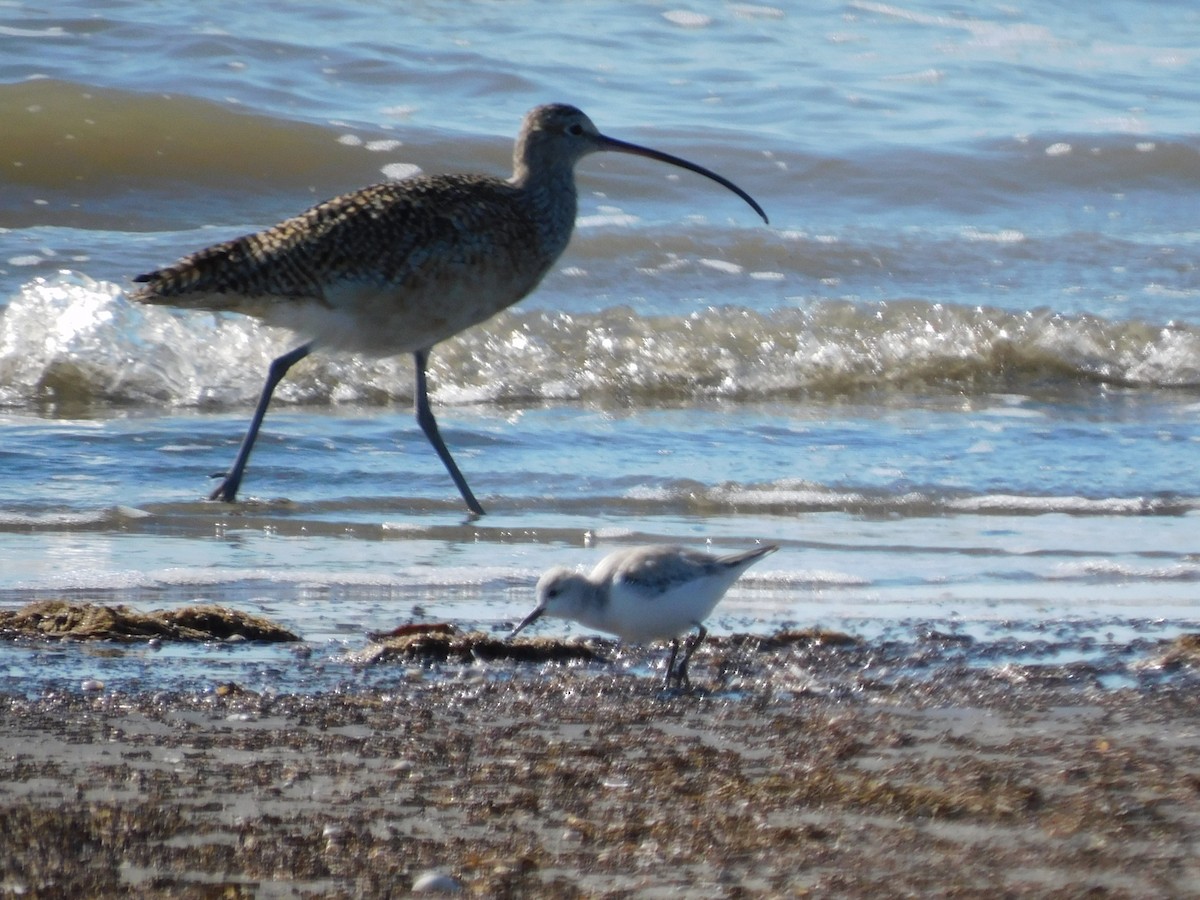 Long-billed Curlew - ML615082798