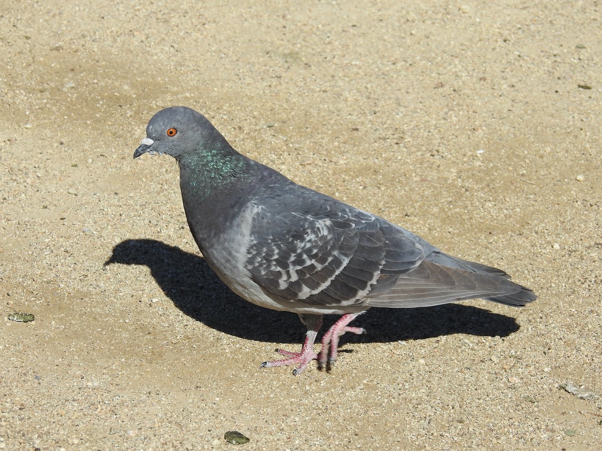 Pigeon biset (forme domestique) - ML615082870