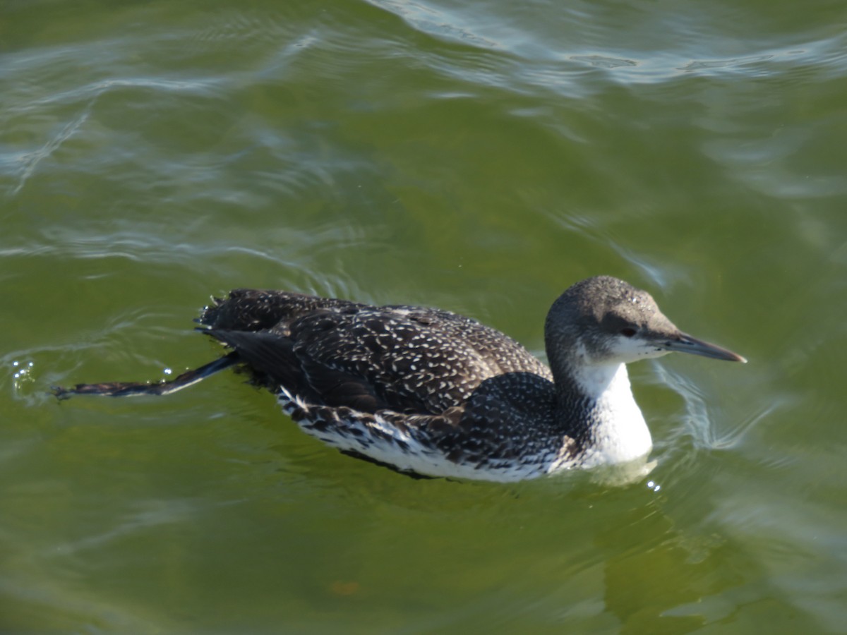 Red-throated Loon - ML615082890