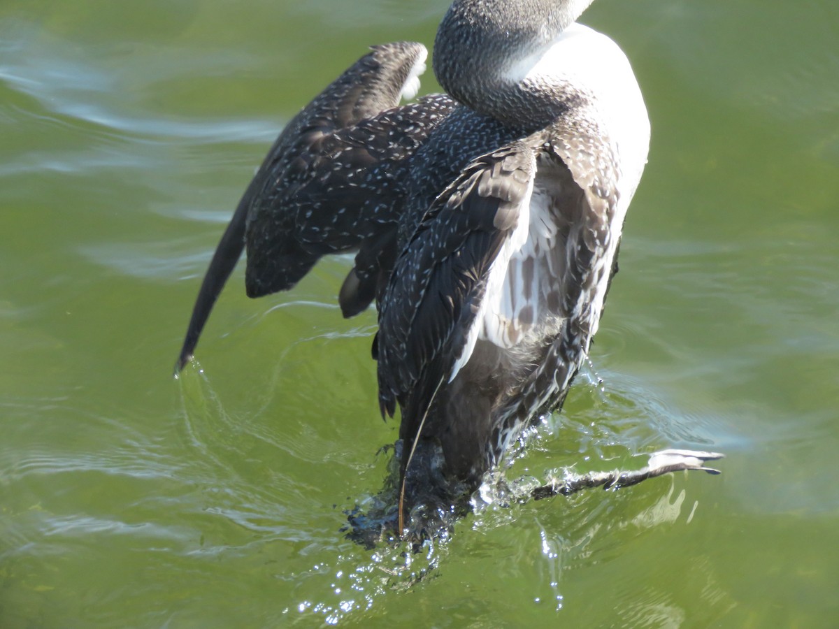 Red-throated Loon - ML615082900