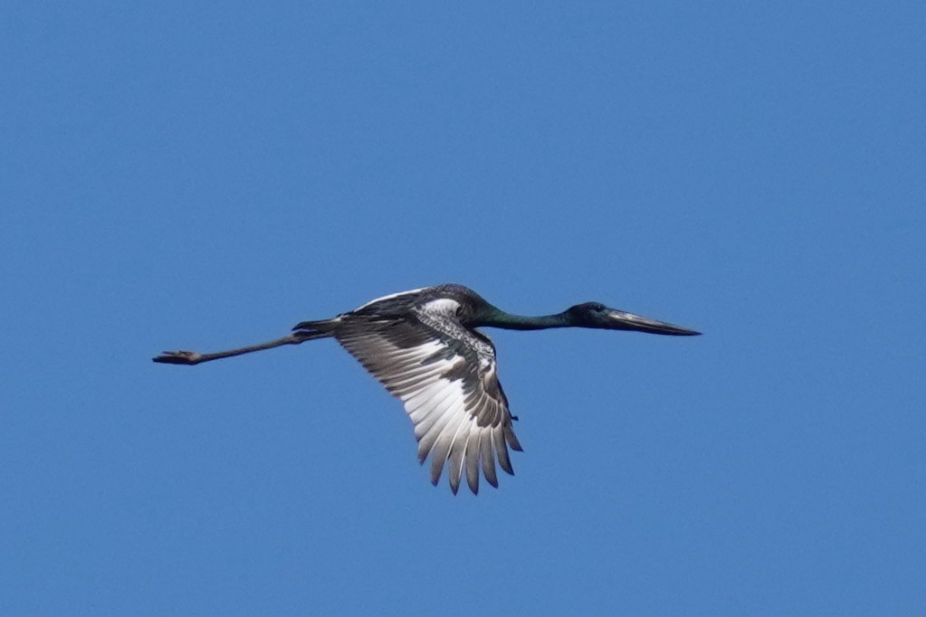 Black-necked Stork - ML615082929