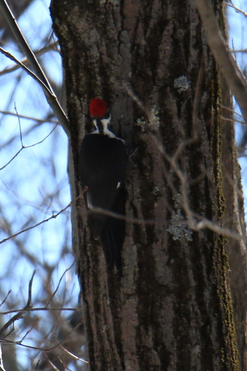 Pileated Woodpecker - ML615082941