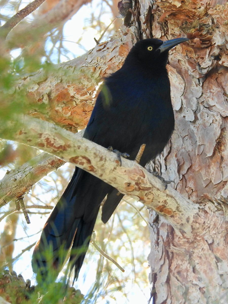Great-tailed Grackle - ML615082952
