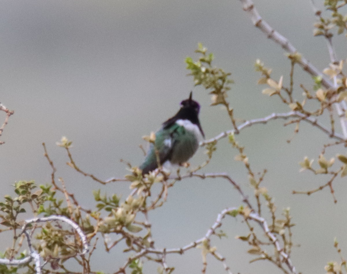 Costa's Hummingbird - ML615083059