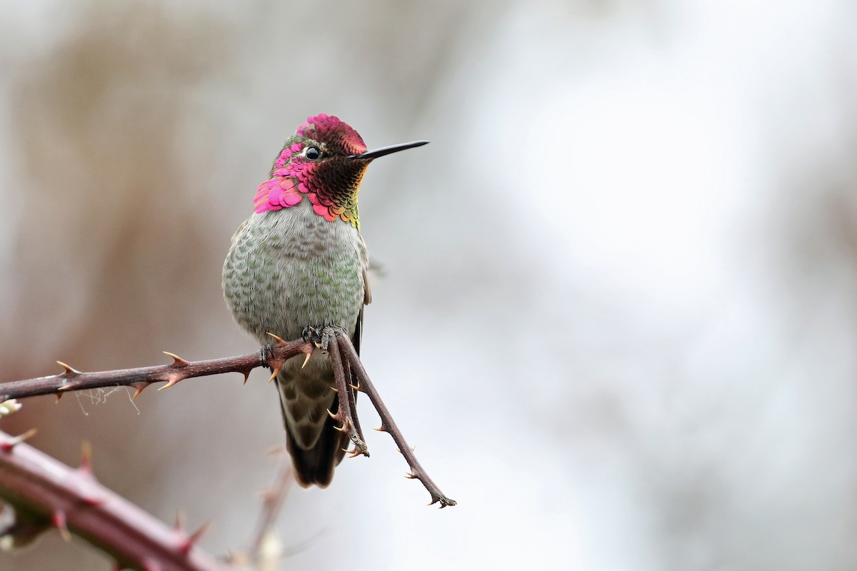 Anna's Hummingbird - ML615083225
