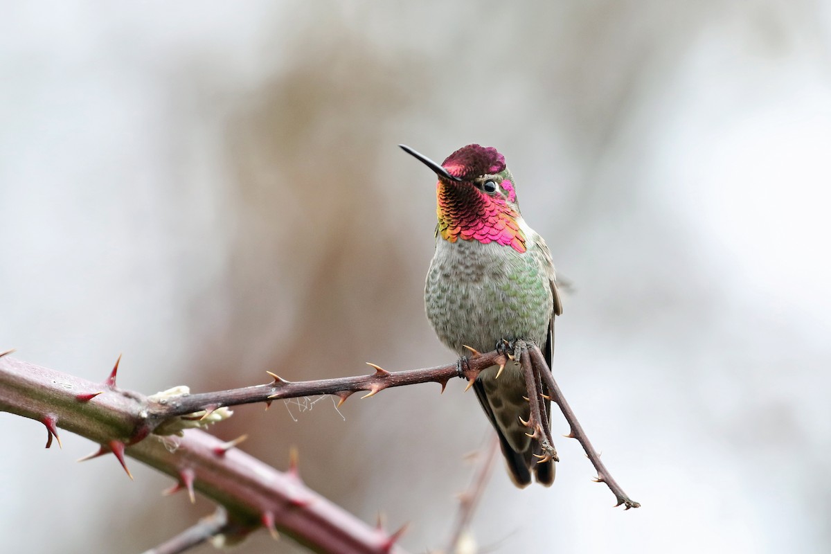 Anna's Hummingbird - Dave Beeke