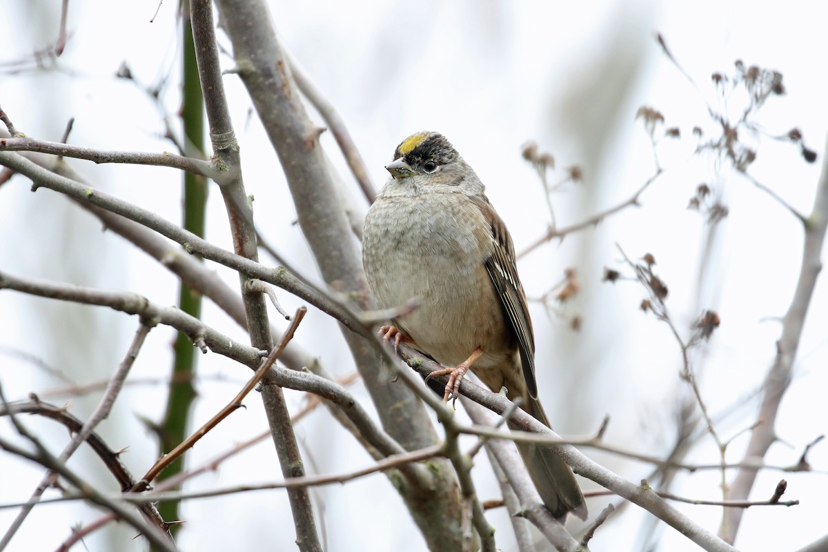 Golden-crowned Sparrow - Dave Beeke