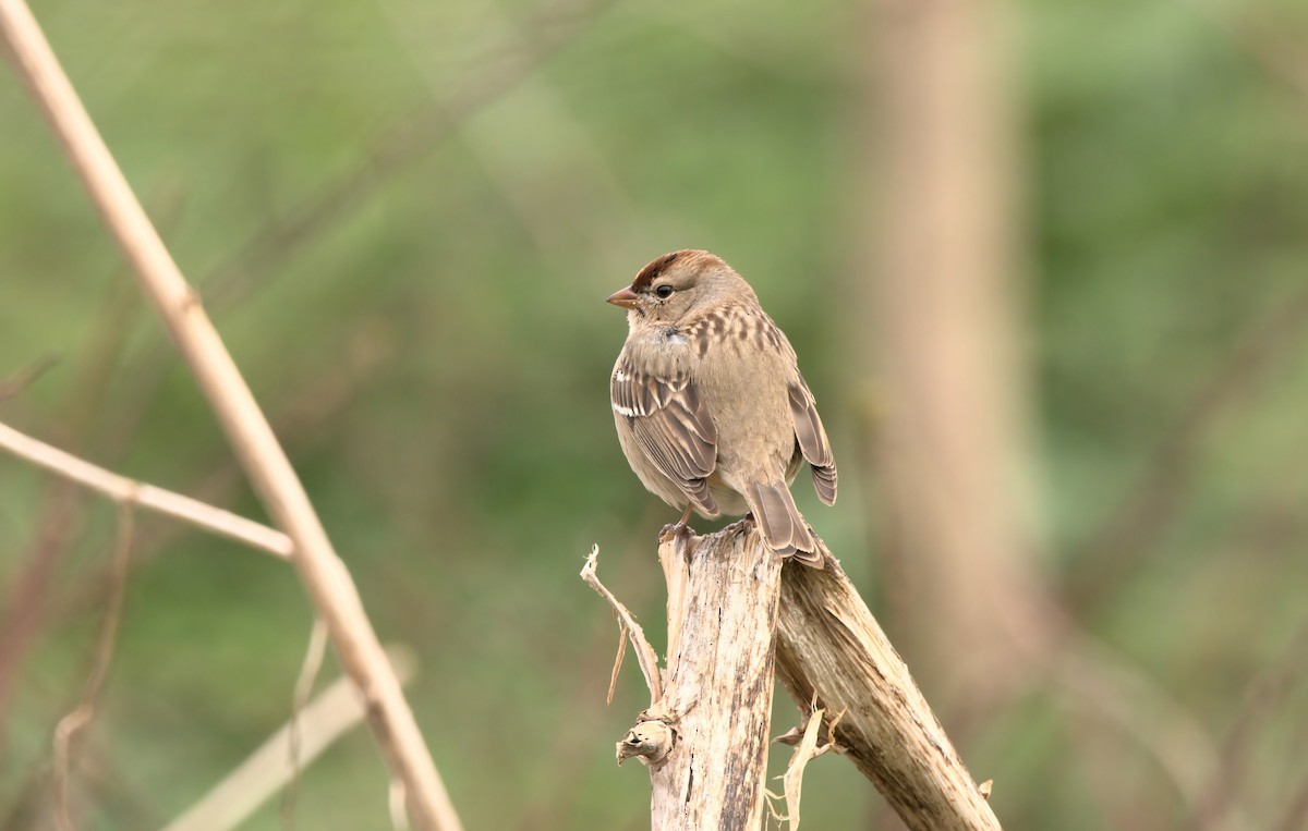 White-crowned Sparrow - ML615083298
