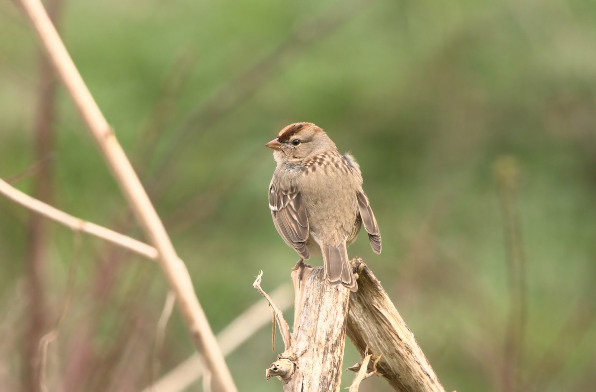 White-crowned Sparrow - ML615083299