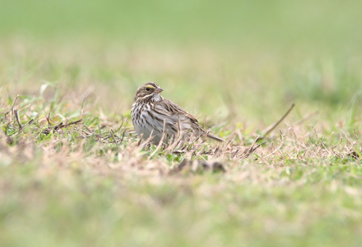 Savannah Sparrow - ML615083324