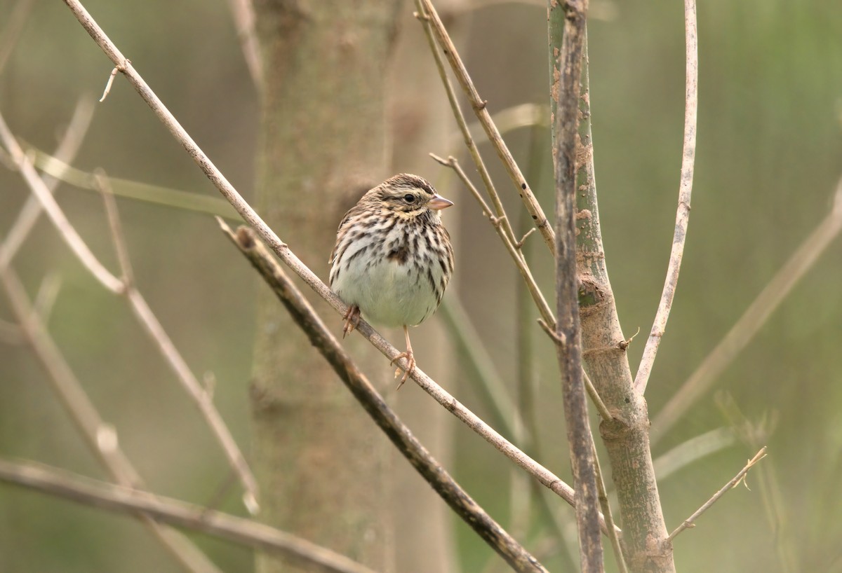 Savannah Sparrow - ML615083325