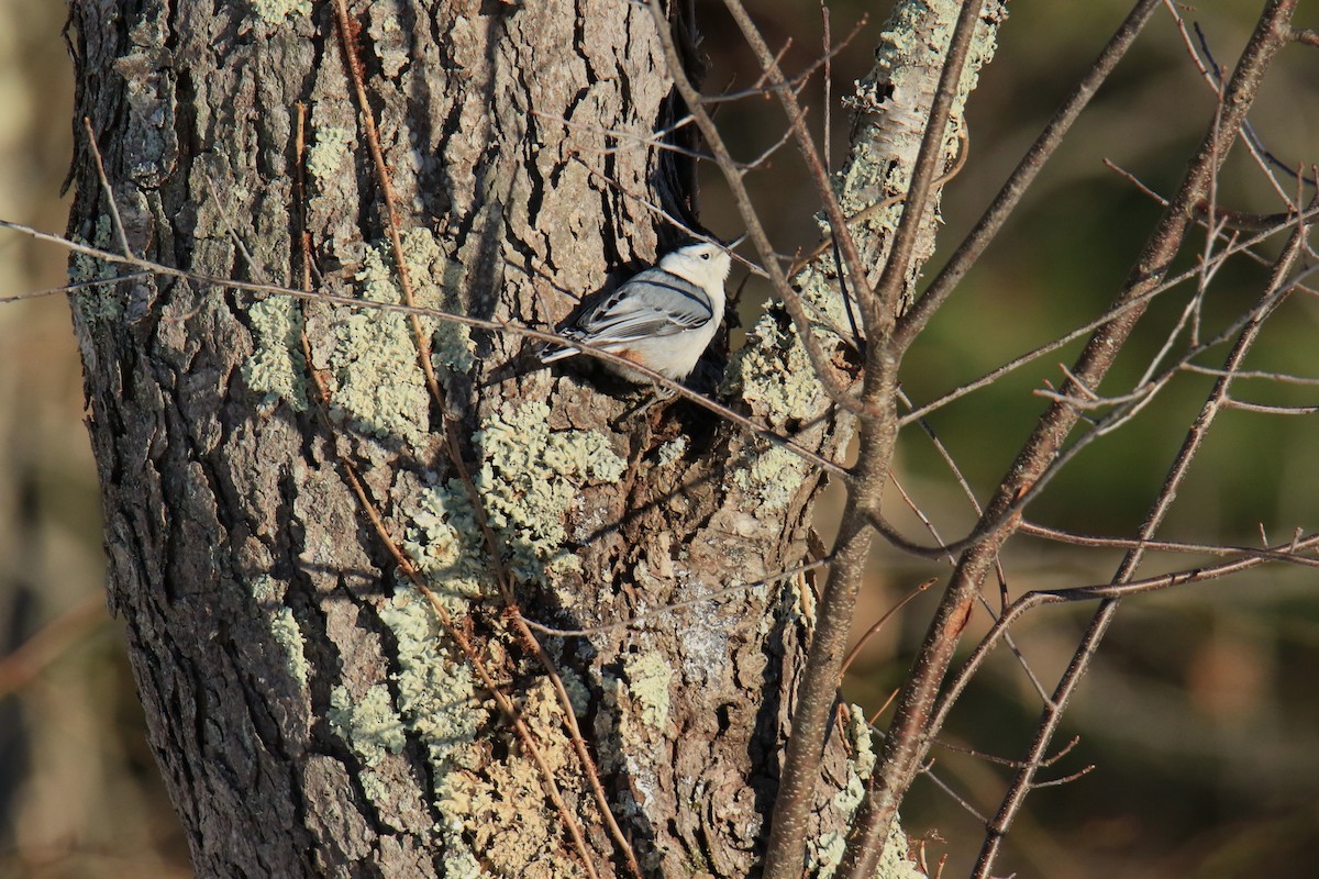 White-breasted Nuthatch - ML615083437
