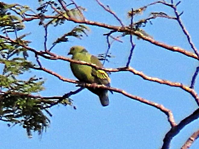 Андаманский зеленый голубь - ML615083615