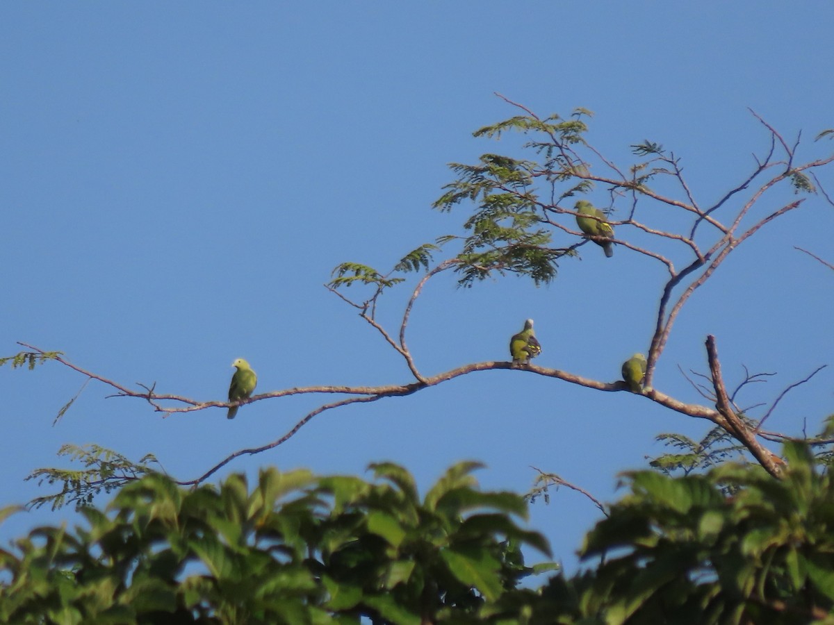 Андаманский зеленый голубь - ML615083616