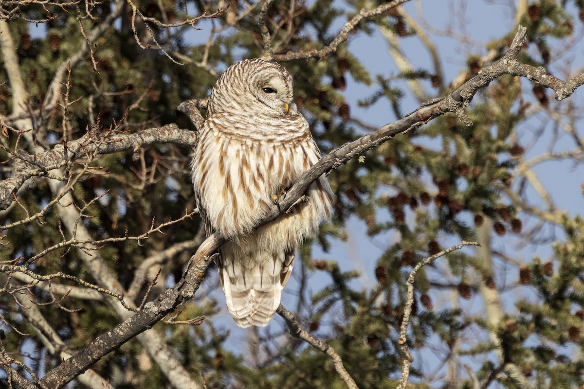 Barred Owl - ML615083632