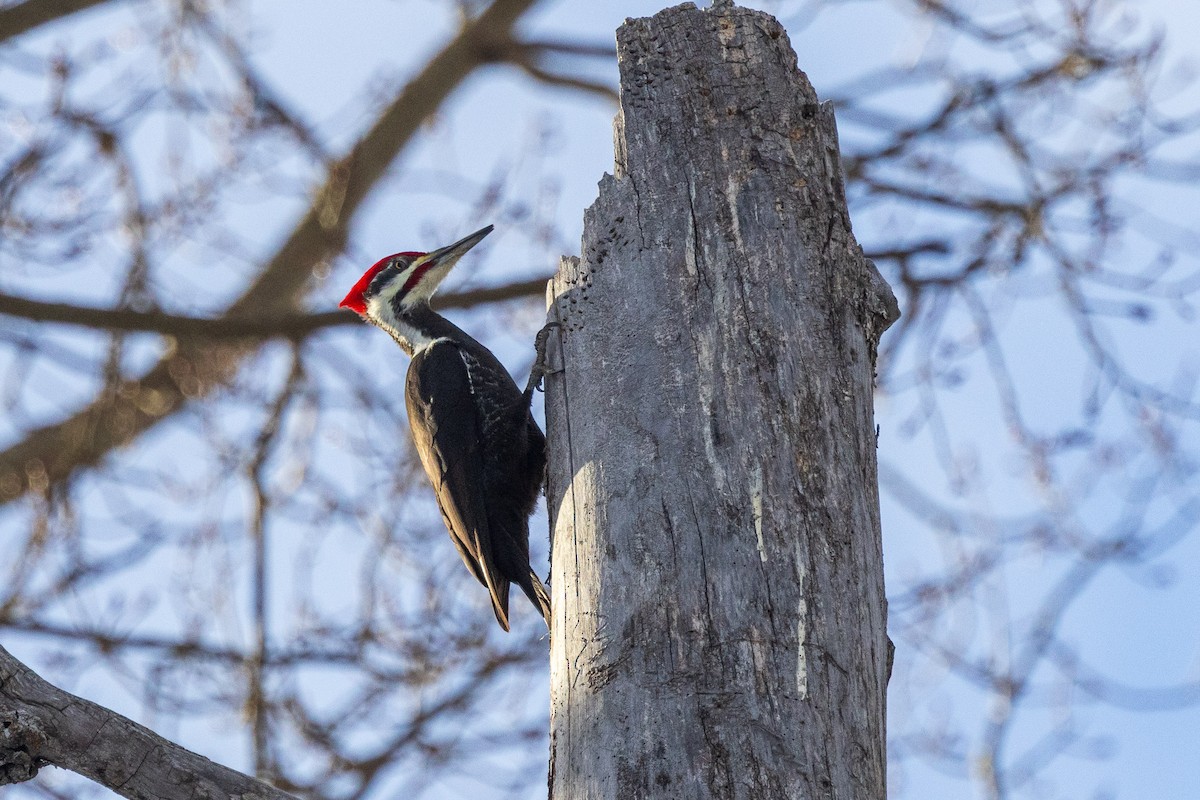 Pileated Woodpecker - Andrew Hart