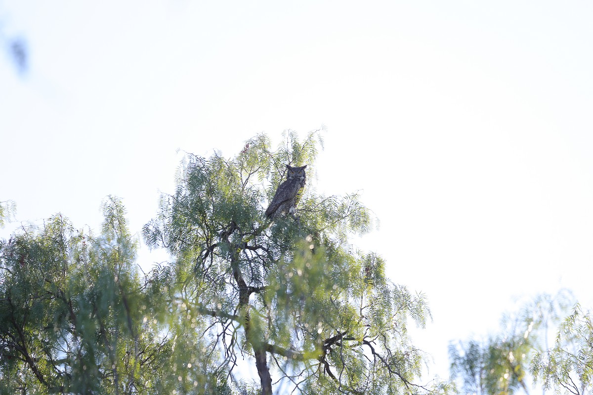 Great Horned Owl - ML615083656
