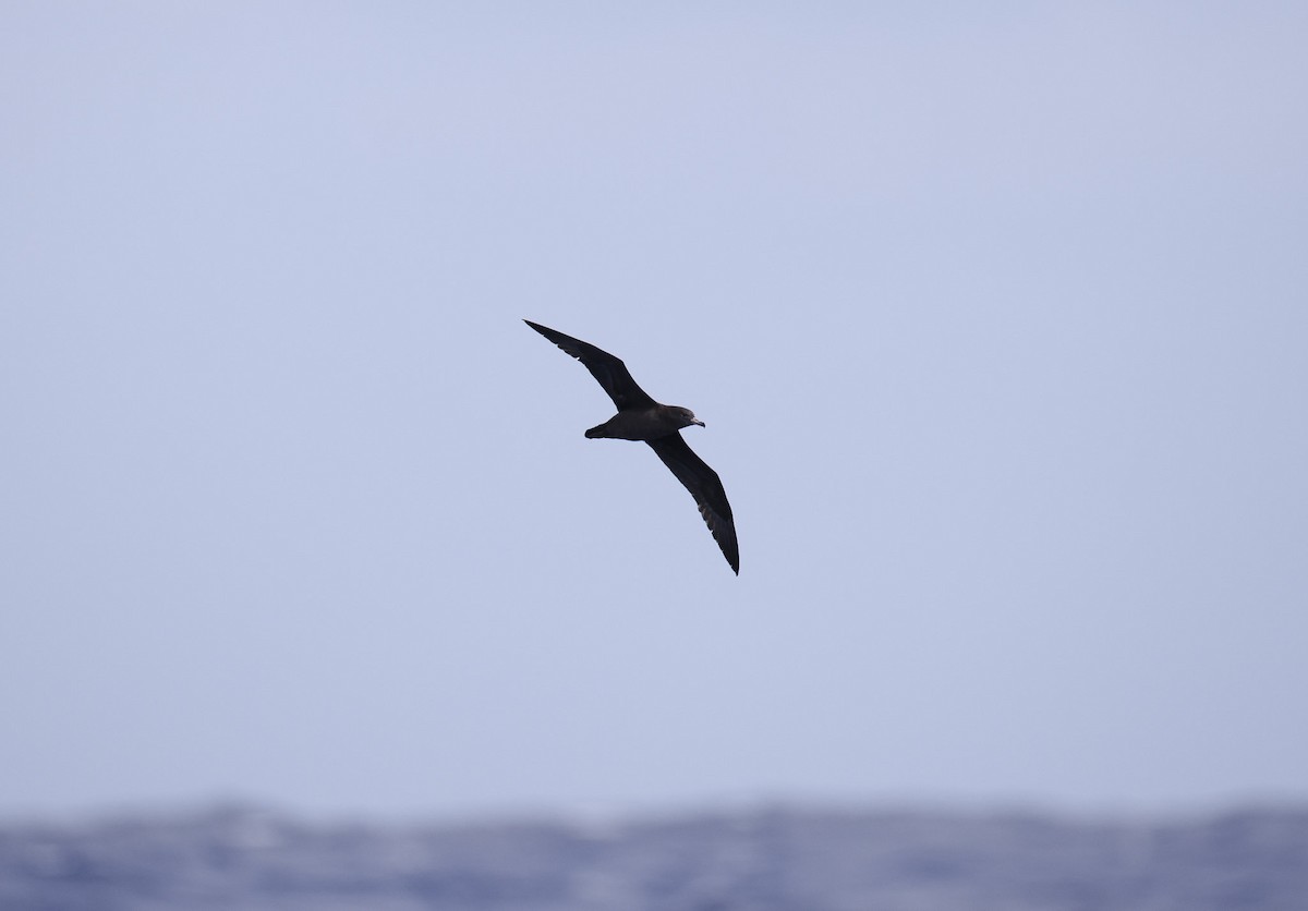 Flesh-footed Shearwater - ML615083711