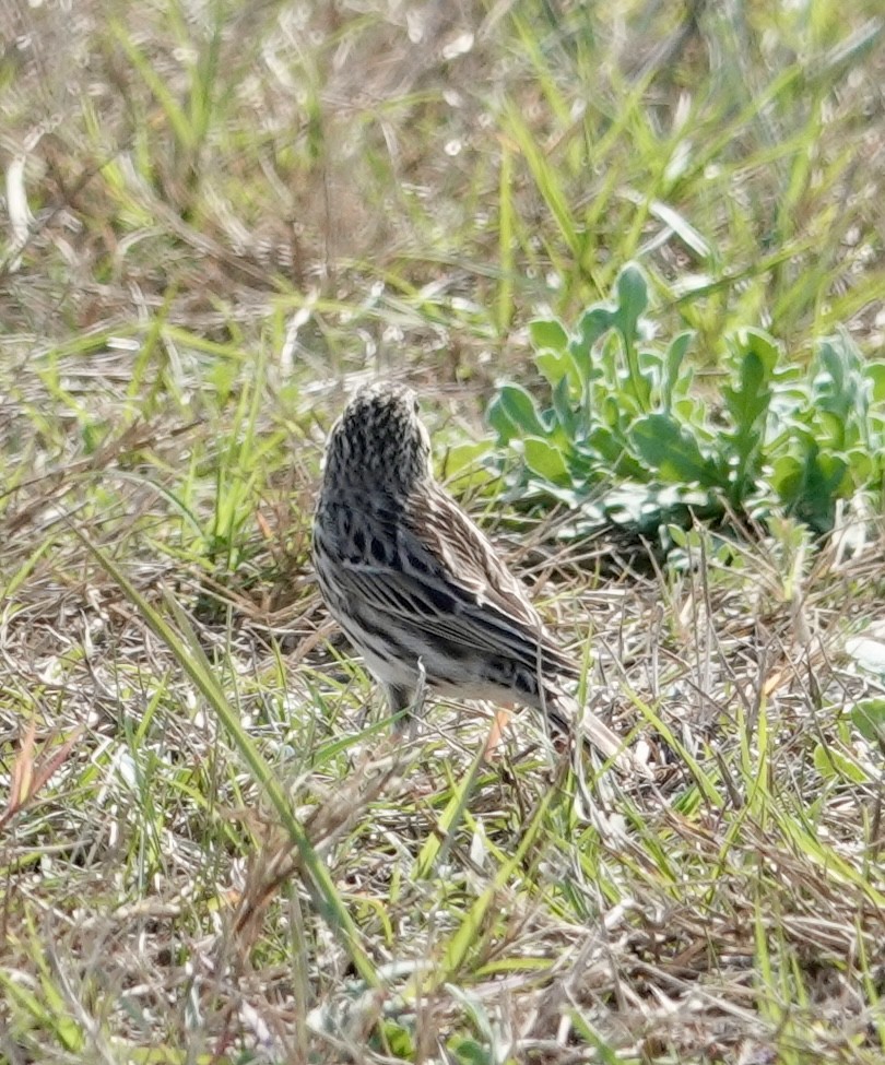 Savannah Sparrow - ML615083930
