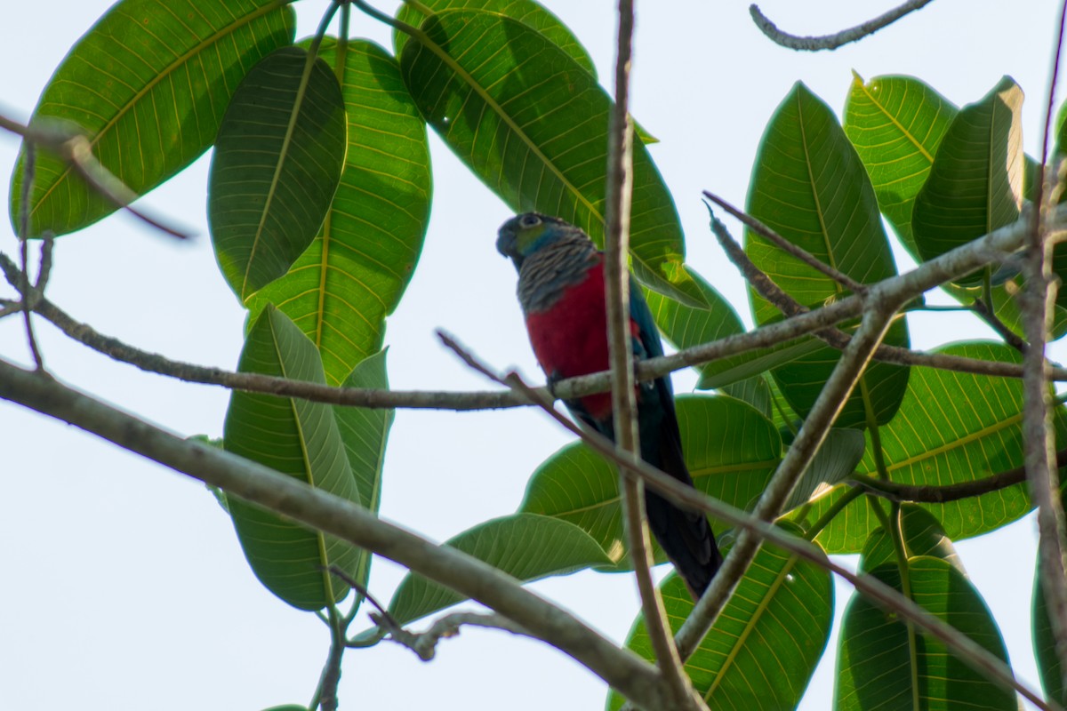 Crimson-bellied Parakeet - ML615083977