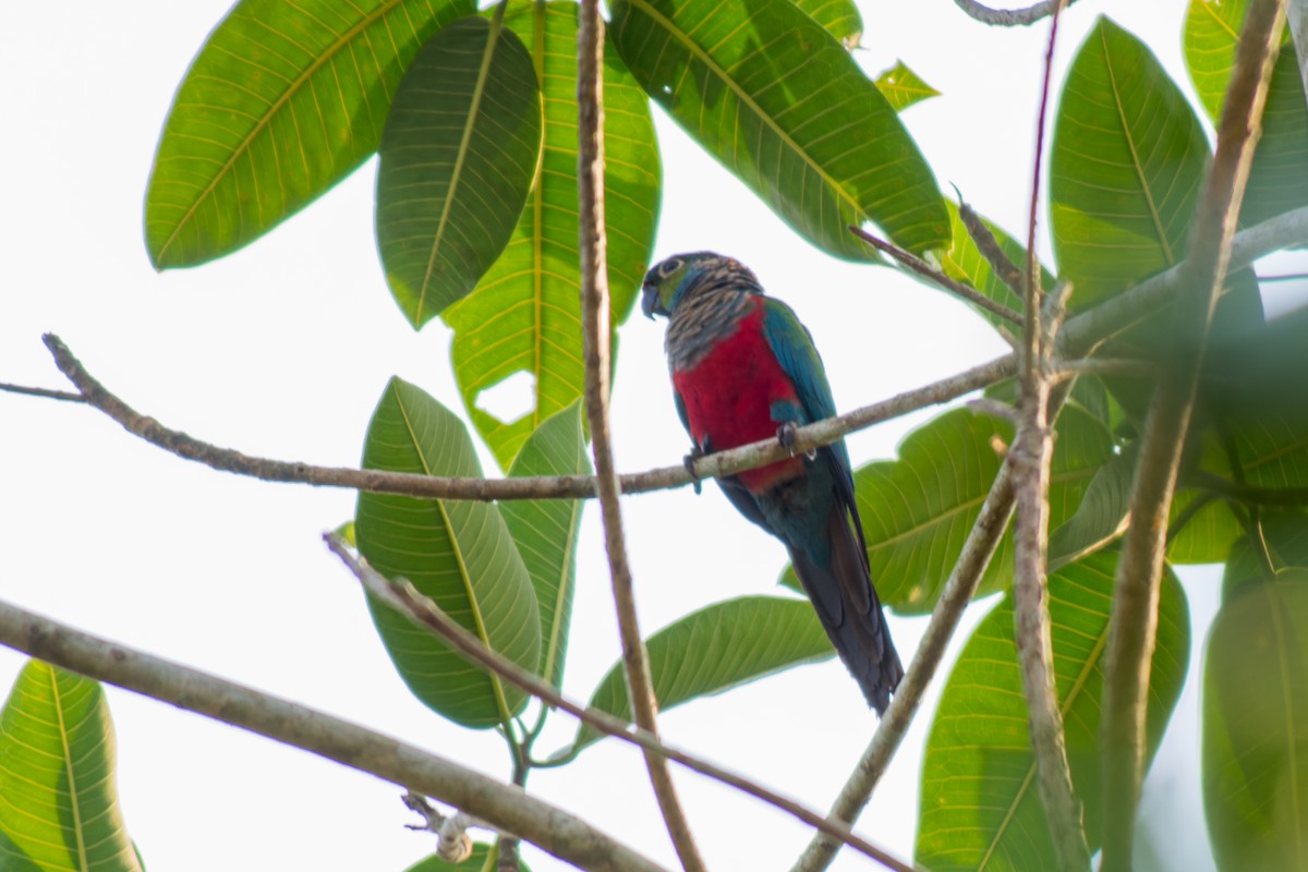Crimson-bellied Parakeet - ML615083978