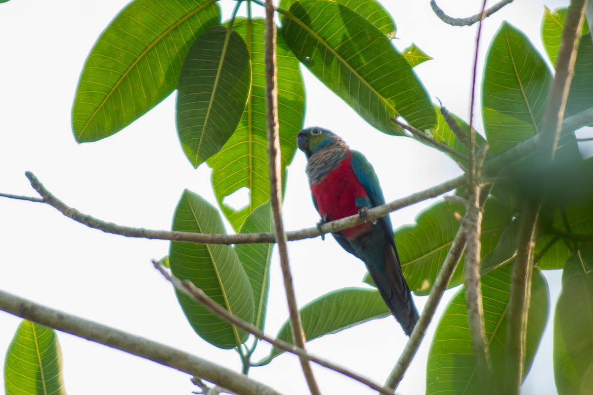 Crimson-bellied Parakeet - ML615083979
