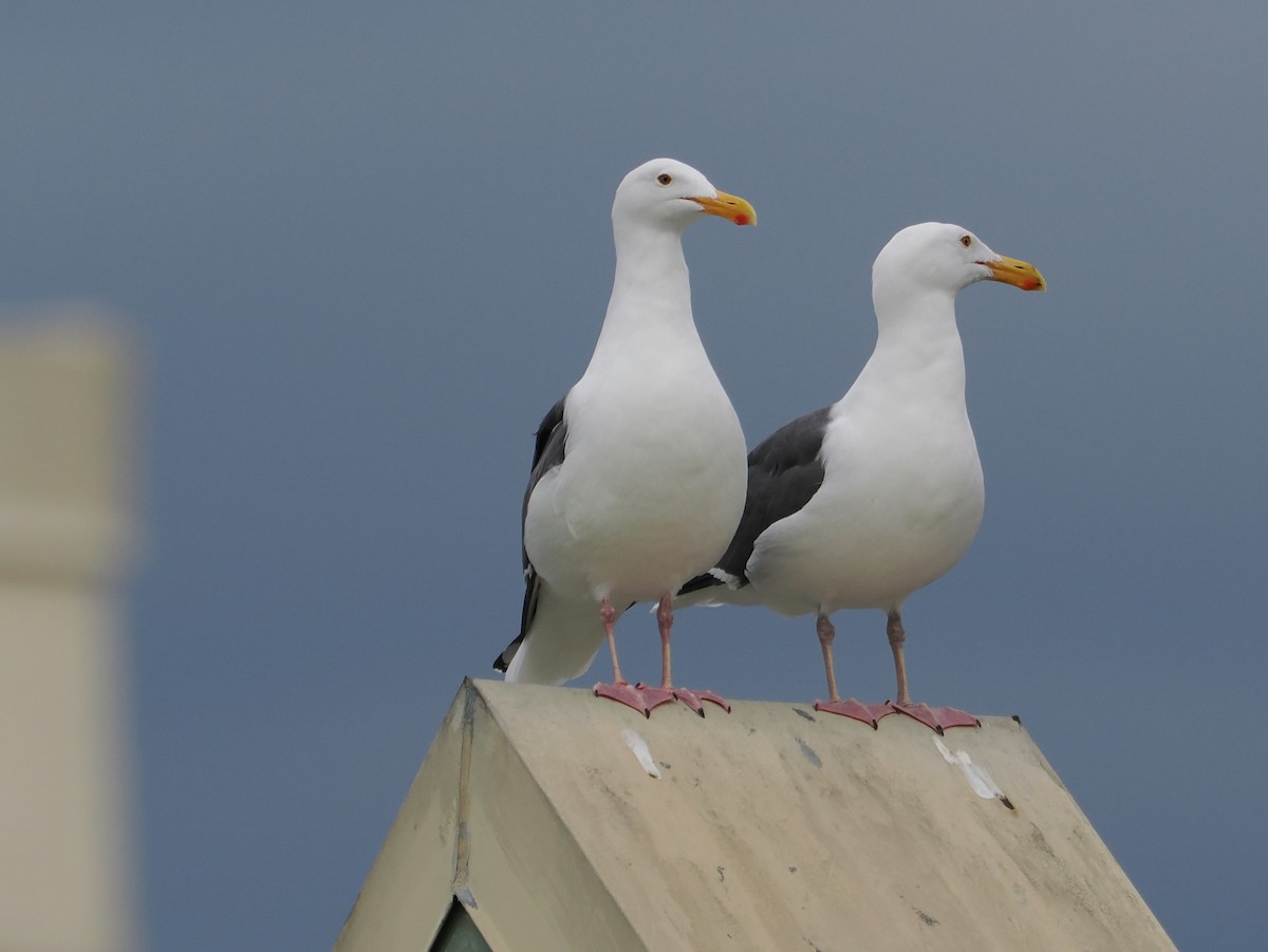 eBird Checklist - 18 Feb 2024 - Avalon Pasadena - 1 species