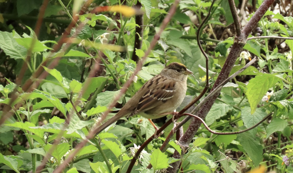 Golden-crowned Sparrow - ML615084286