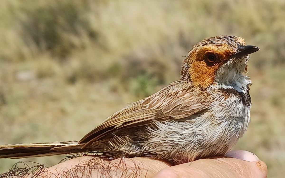 Rufous-eared Warbler - Dawie de Swardt