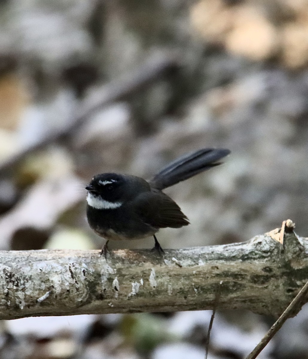 White-throated Fantail - ML615084338
