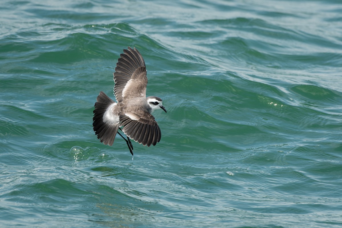 White-faced Storm-Petrel - ML615084392