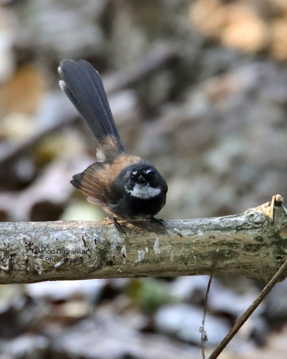 White-throated Fantail - ML615084399