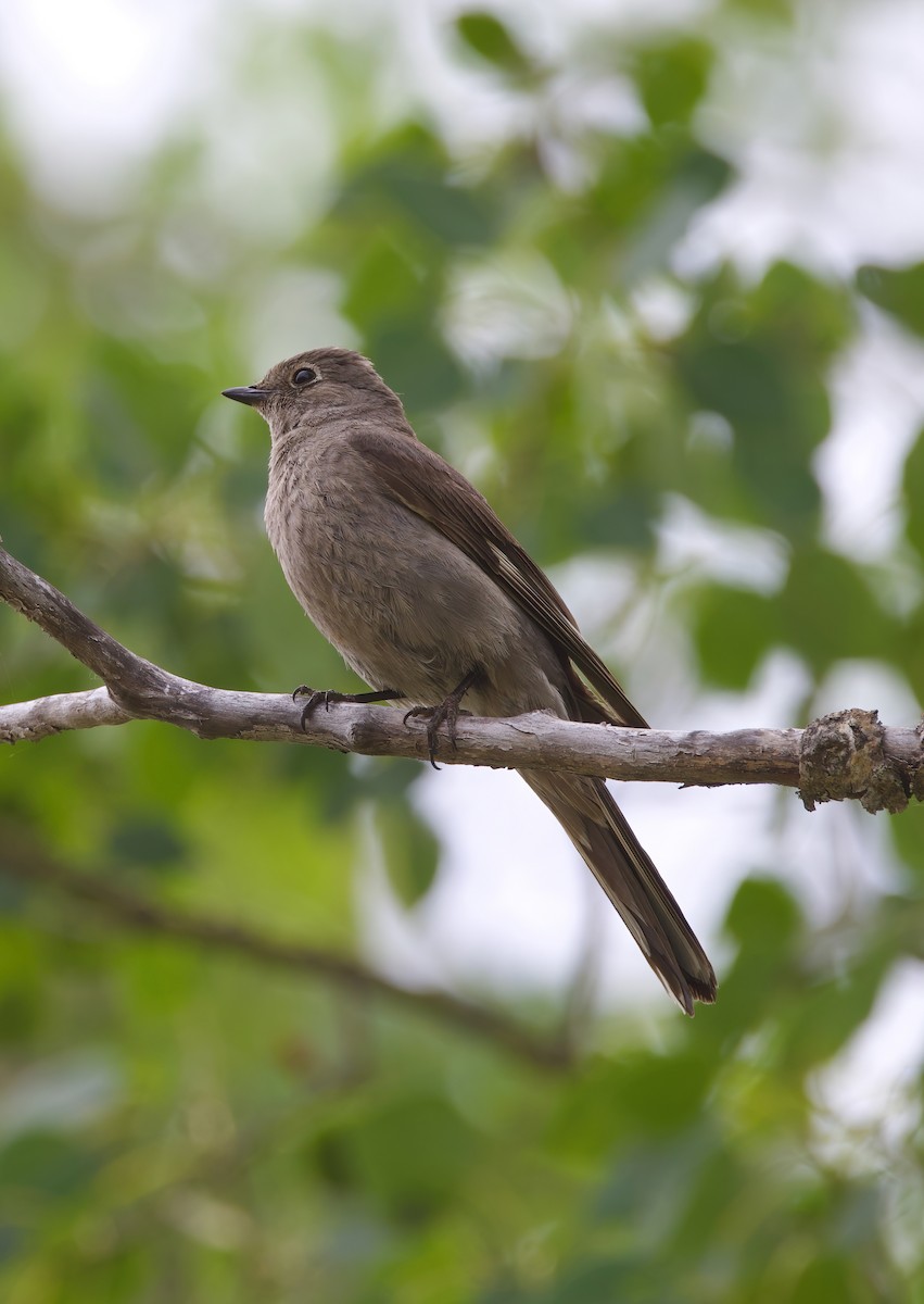 Townsend's Solitaire - ML615084624