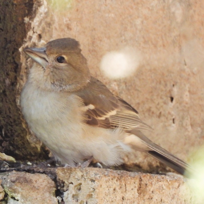 Canary Islands Chaffinch (Canary Is.) - ML615084709