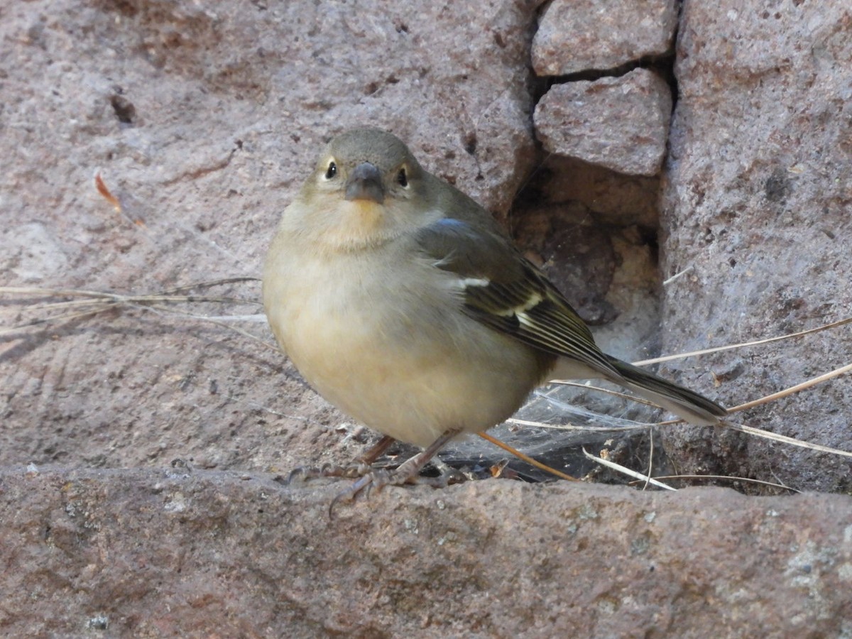 Canary Islands Chaffinch (Canary Is.) - ML615084713