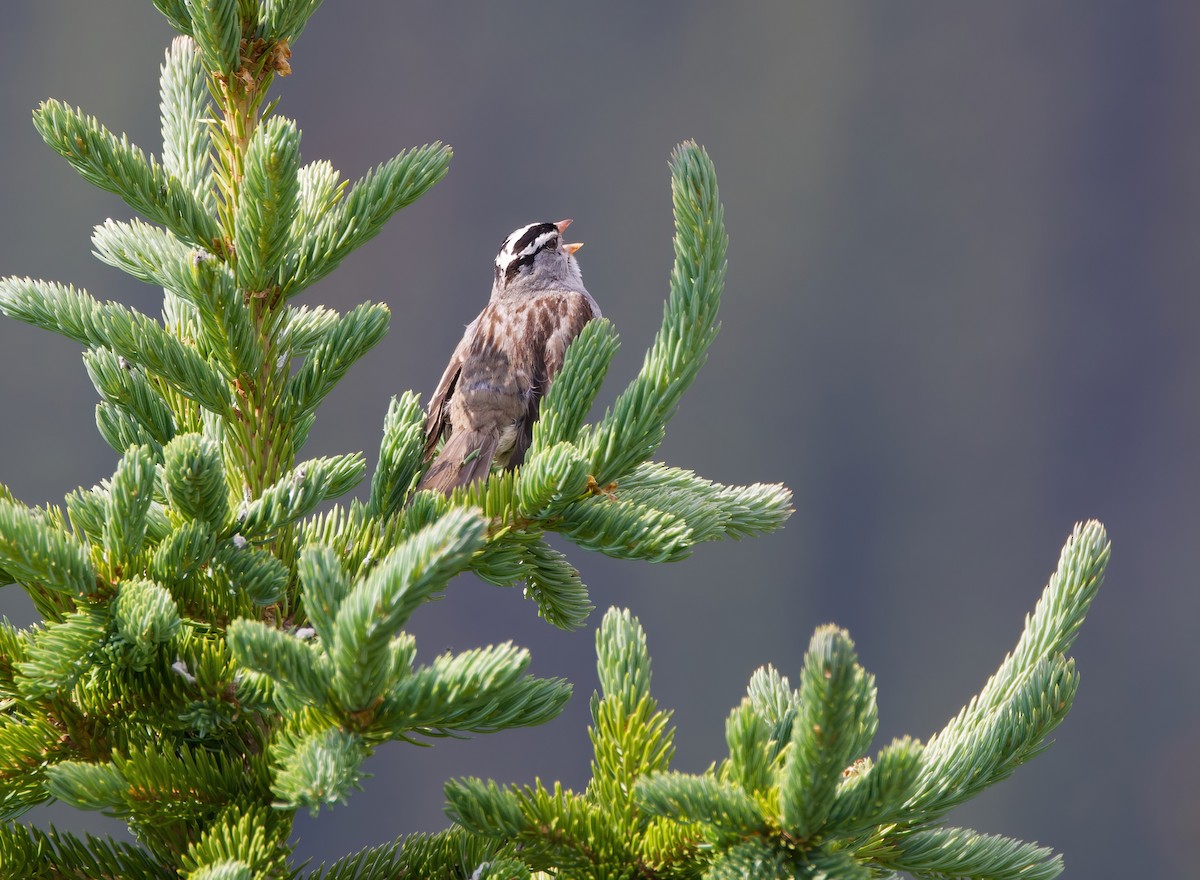 White-crowned Sparrow - ML615084723