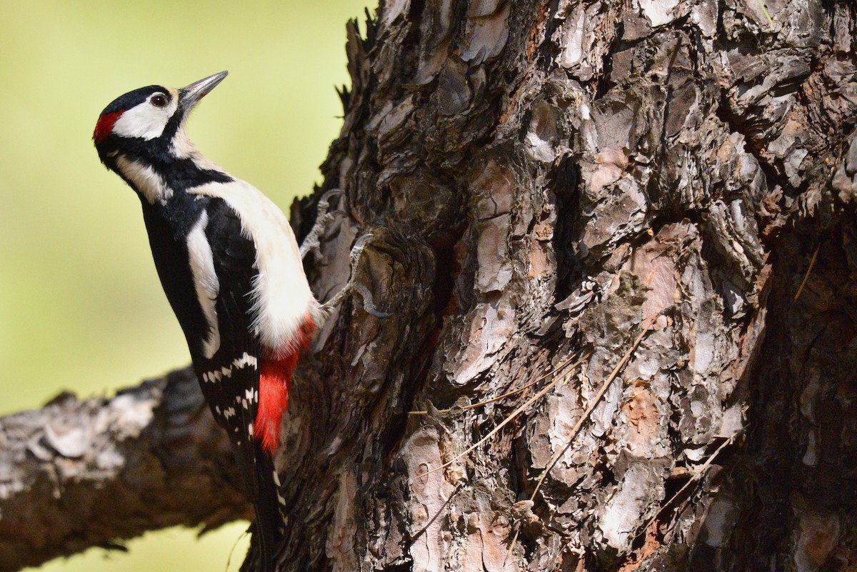Great Spotted Woodpecker (Canarian) - ML615084746