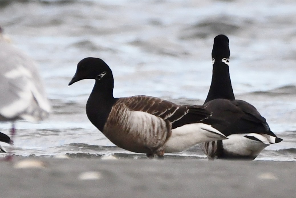 Brant (Gray-bellied) - Andrew Jacobs