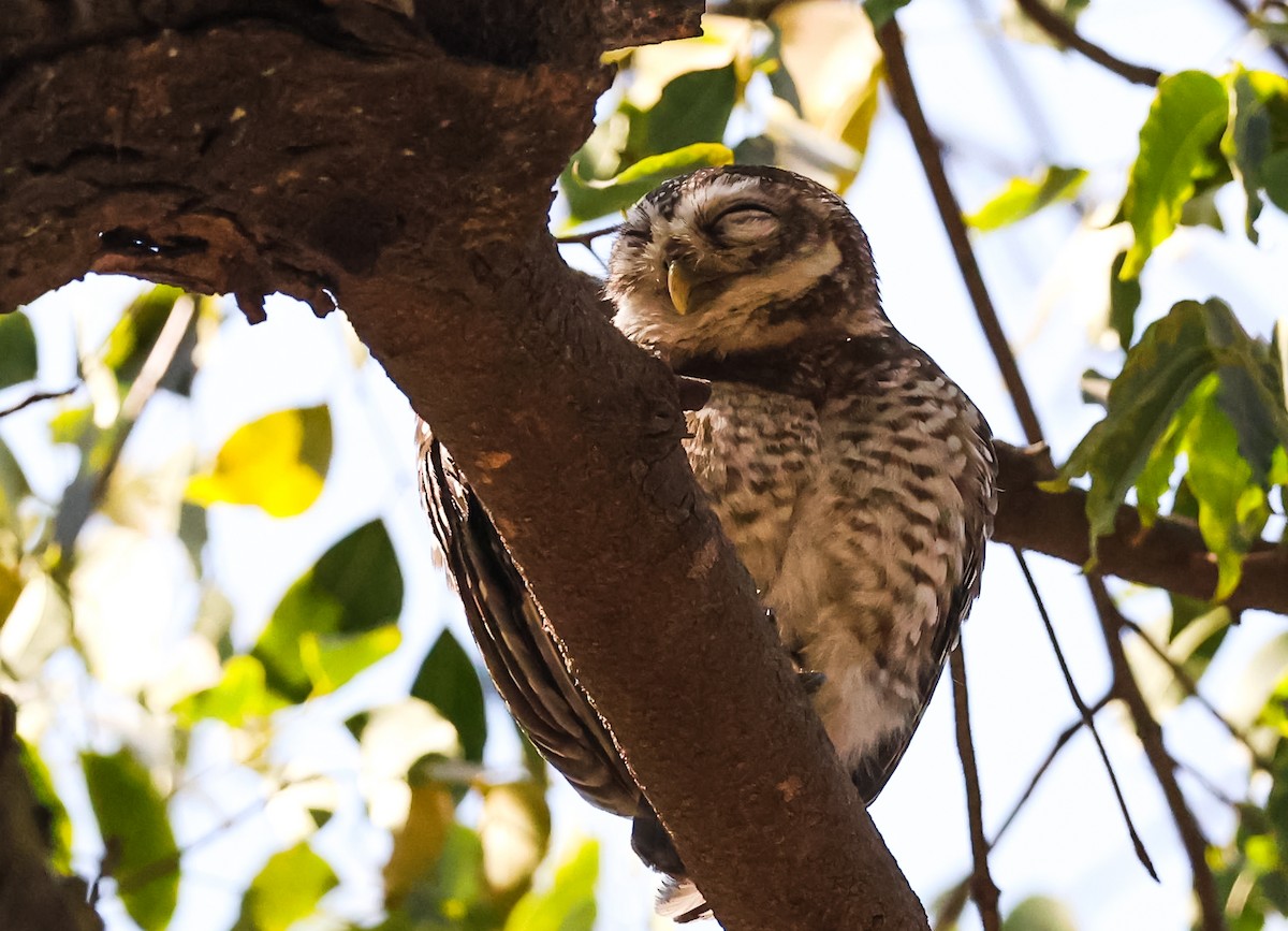Spotted Owlet - ML615085174