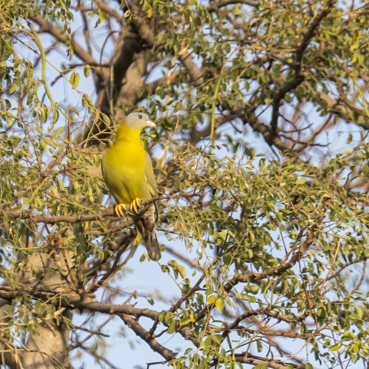 Yellow-footed Green-Pigeon - ML615085248