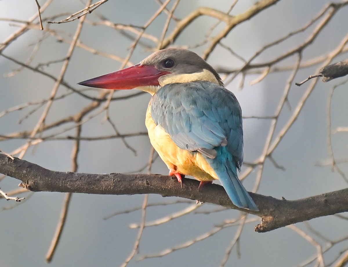 Stork-billed Kingfisher - ML615085331