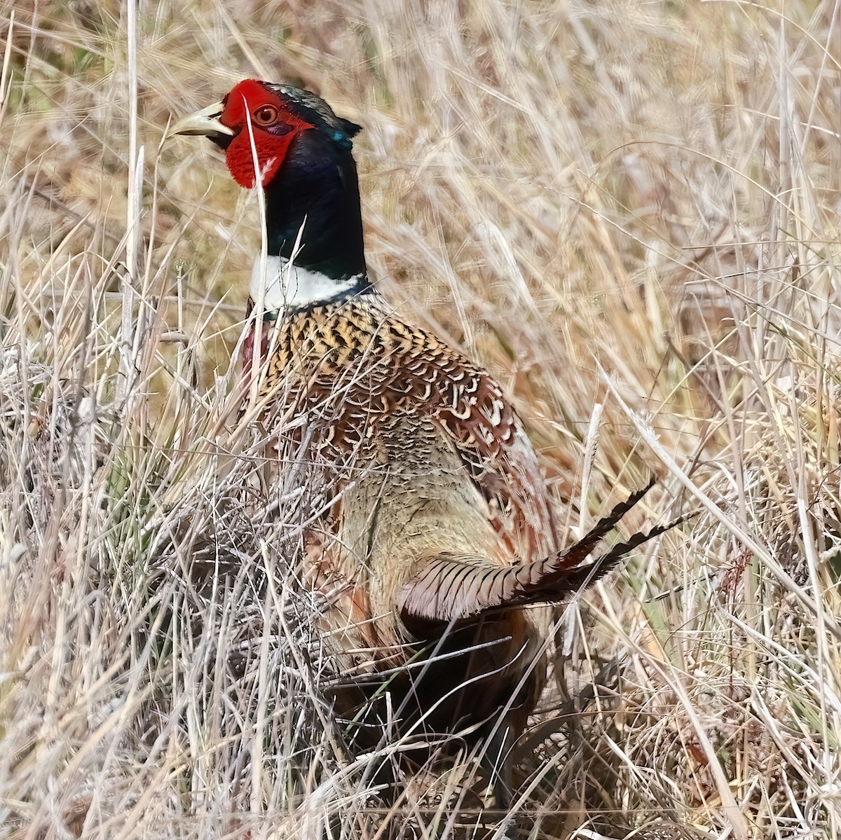 Ring-necked Pheasant - ML615085394