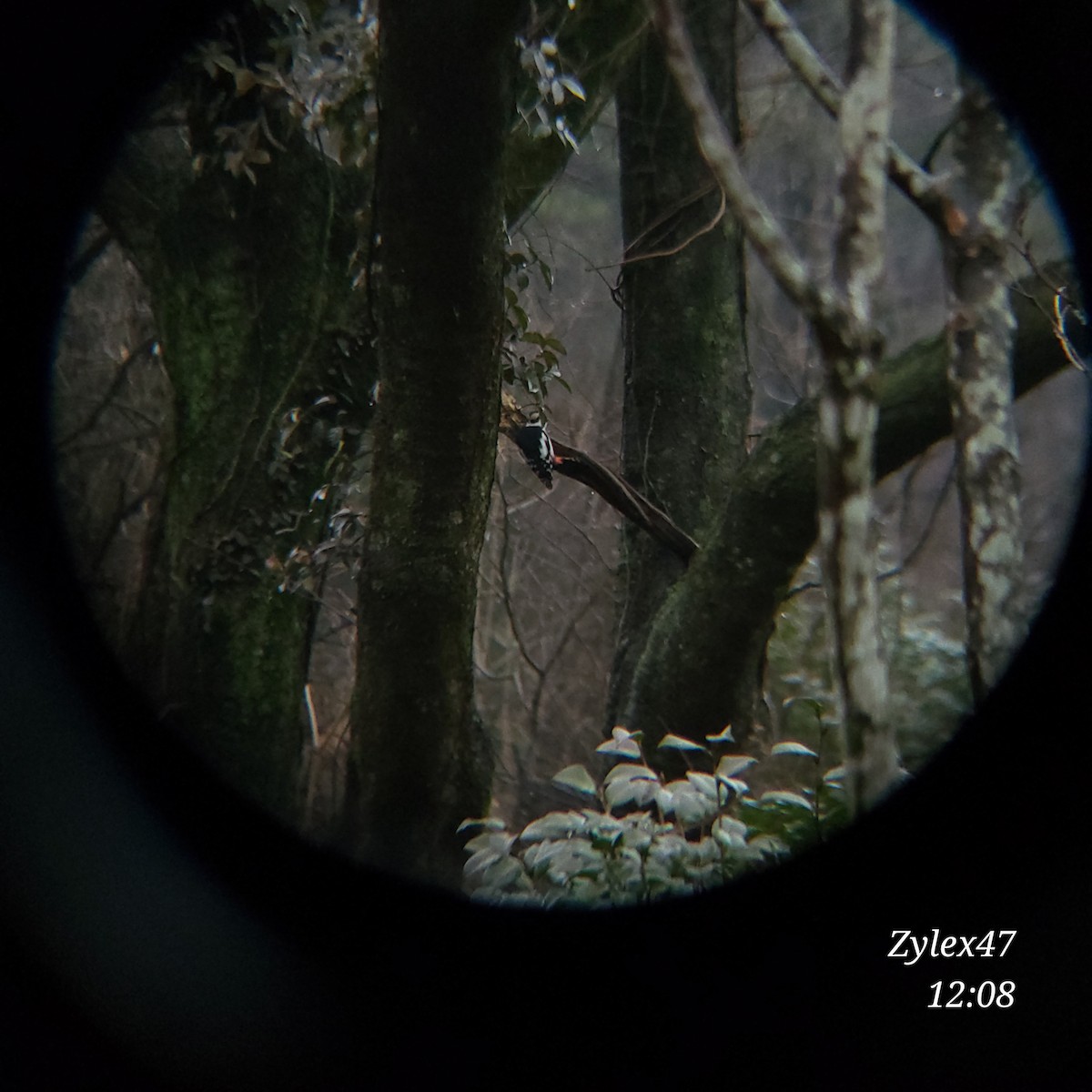 Great Spotted Woodpecker - ML615085467
