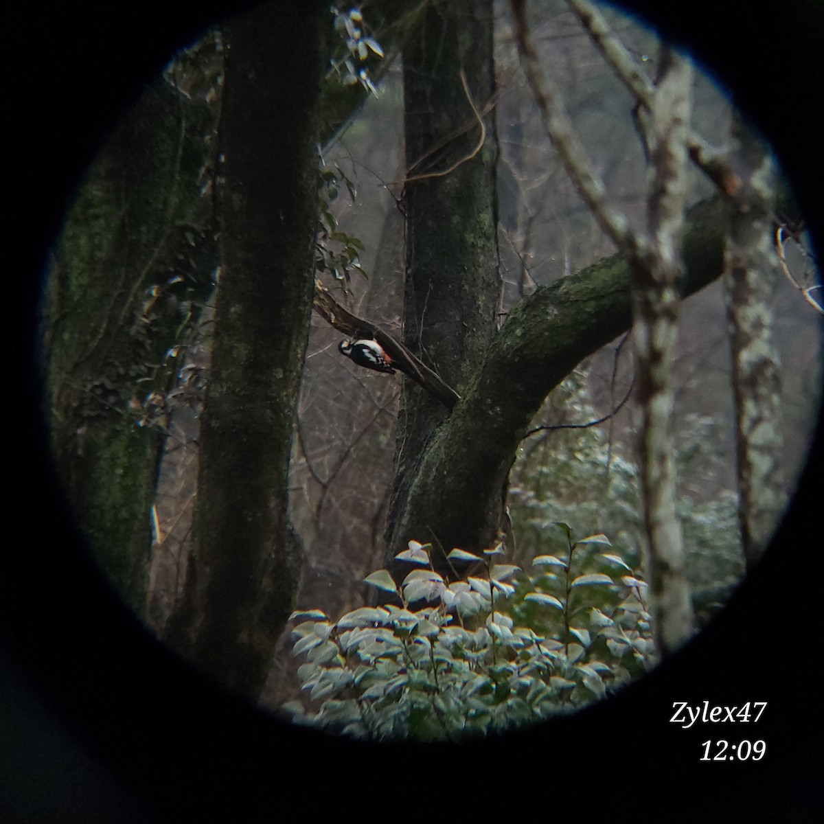 Great Spotted Woodpecker - ML615085468